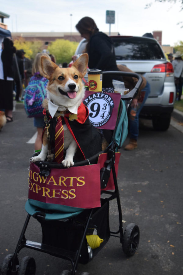 Corgis+from+all+around+the+area+come+to+the+parade+dressed+up.+Some+corgi+parents+went+all+out+with+the+costumes.+