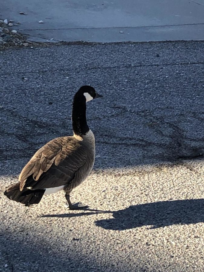 A Canadian goose, who seemed pretty real.
