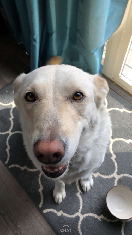Sophie, a white lab, poses for a picture after she finishes her breakfast. 
