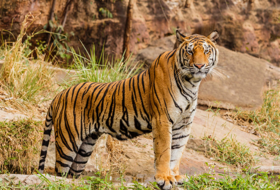 Deforestation and construction have destroyed 45% of their habitat in the last 10 years, but they have lost 93% of their historical habitat. There are only about 3,200 Tigers left. There are more tigers in captivity then exist in the wild.