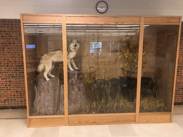 The lobo mascot is actually extinct in Colorado because of habitat lose and hunting. Our wolves came from current gray wolf habitats like British Columbia and the northern US.