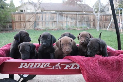 These are just a few of the puppies Morgan has fostered.