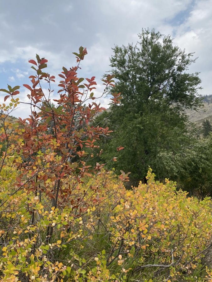 This shows the changing of color in Narrowleaf cottonwood trees.