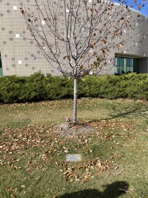 Kate Prewetts Memorial Tree