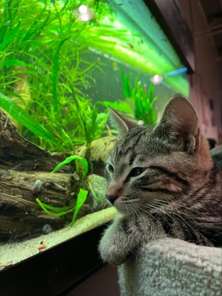 There are so many sweet cats at the NoCo Cat Cafe who are waiting to be adopted. 