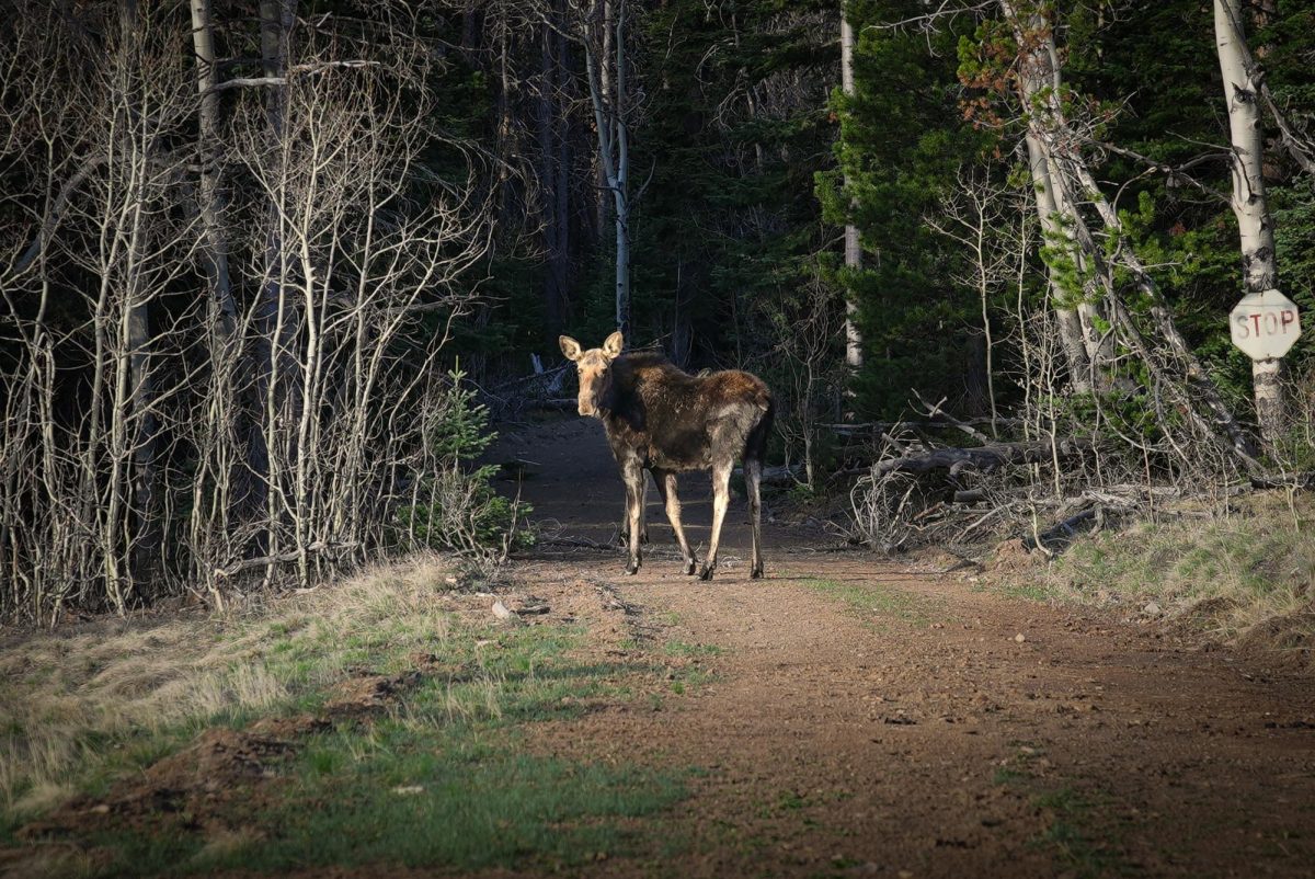 A moose in the Colorado wilderness stares towards the camera.