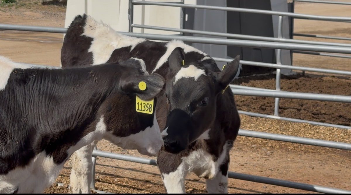 These are just a few of the cows that live on the Morning Fresh Farm.